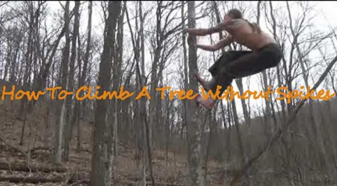 How-To-Climb-A-Tree-Without-Spikes