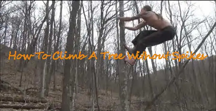 How-To-Climb-A-Tree-Without-Spikes